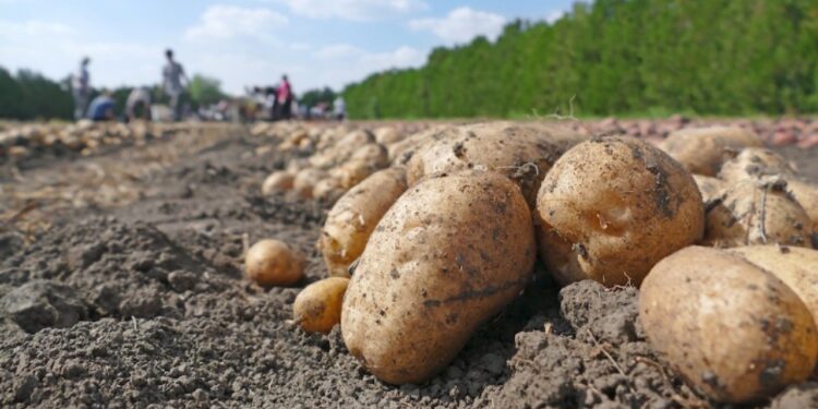 Sezoni i patates në Stëblevë: Fshati prodhon deri në 10 mijë tonë, fermerët: Jetojmë vetëm me këtë produkt