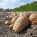 Sezoni i patates në Stëblevë: Fshati prodhon deri në 10 mijë tonë, fermerët: Jetojmë vetëm me këtë produkt