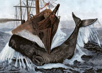 Si balenat kashalot fundosin anijet: teoria 200-vjeçare që u lidh me tragjedinë e Essex-it dhe frymëzoi Moby Dick