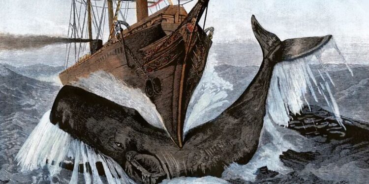 Si balenat kashalot fundosin anijet: teoria 200-vjeçare që u lidh me tragjedinë e Essex-it dhe frymëzoi Moby Dick