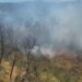 Zjarr i madh në Çërrilë të Mallakastrës, flakët kapin pisha, ullishte dhe shkurre, era favorizon përhapjen