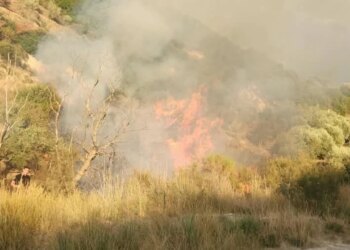 Zjarr masiv në Gorishovë, flakët përfshijnë ullishtet shekullore; shoqërohet 78-vjeçari