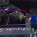 ATP Pekin: Medvedev skualifikohet për goditjen e spektatorit, Djokovic në finale