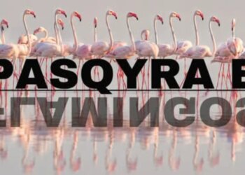 Hapja e Flamingo Mirror, Rama: Epokë e re transparence; orët e para: 127 mijë kërkime, 122 sulme kibernetike