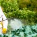 KLSH: Pesticidet e ndaluara në treg — u zgjatën afatet për dhjetë pesticide të ndaluara në BE, mungon kontrolli