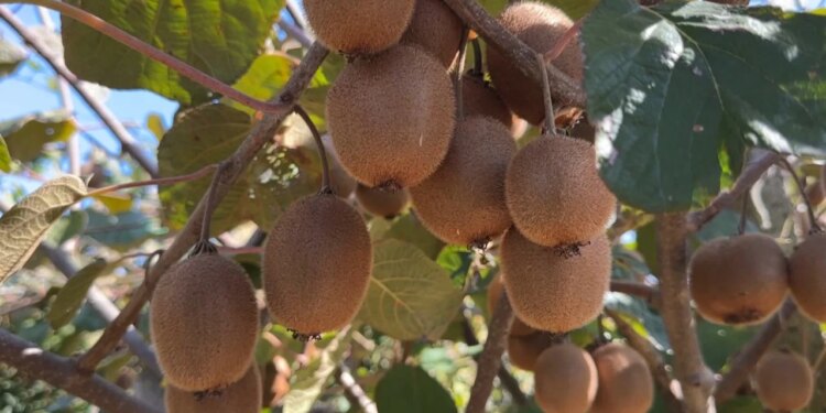 Kivin nuk ka kush ta vjelë; prodhimet bujqësore në Llakatund të Vlorës mbeten në pemë, mungojnë punëtorët