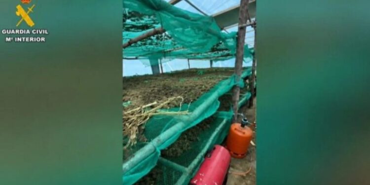 Në Spanjë arrestohen 4 shqiptarë për kultivim kanabisi, sekuestrohen 220 kg marijuanë me vlerë 413 mijë euro