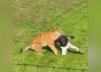 Video/ Ndal, ndal… tigri sulmon një burrë që hyri në hapësirën e rrethuar në kopshtin zoologjik në Britani