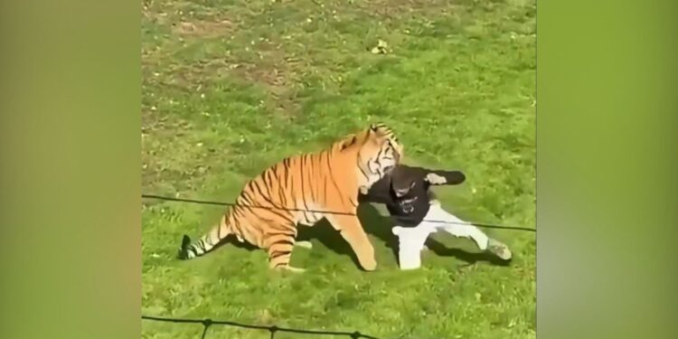 Video/ Ndal, ndal… tigri sulmon një burrë që hyri në hapësirën e rrethuar në kopshtin zoologjik në Britani