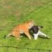 Video/ Ndal, ndal… tigri sulmon një burrë që hyri në hapësirën e rrethuar në kopshtin zoologjik në Britani
