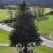 Video/ Një bredh 75-vjeçar, 23 metra i lartë, do të dekorojë Qendrën Rockefeller në New York këtë Krishtlindje