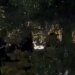 Video/ Pamje prekëse nga ngjarja e rëndë në Tiranë: momenti kur i biri i viktimës kërkon të atin