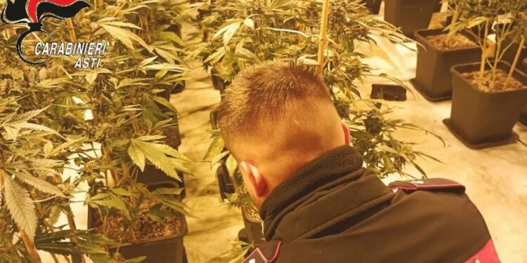 Zbulohet në Itali sera me 1200 bimë kanabisi, vlerë mbi 1 milion euro, në pranga shqiptari kujdestar