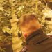 Zbulohet në Itali sera me 1200 bimë kanabisi, vlerë mbi 1 milion euro, në pranga shqiptari kujdestar
