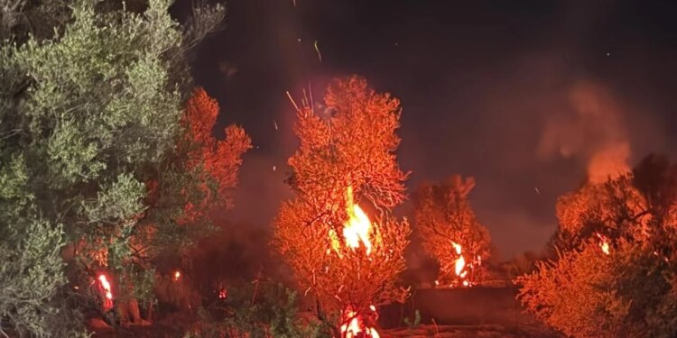 Zjarri përfshin Bestrovën me tre vatra aktive dhe dëme të konsiderueshme në ullinj; dyshohet zjarrvënie e qëllimshme
